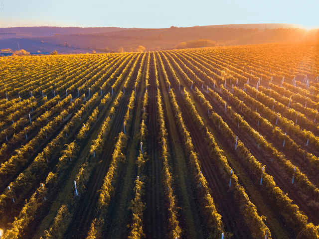 vineyard