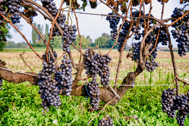 grapes