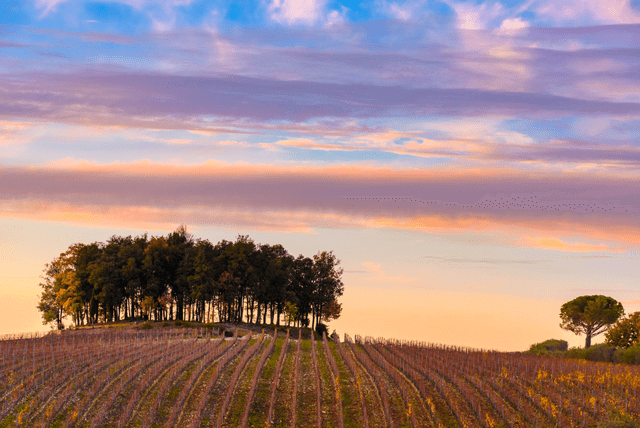 sunset in a vineyard