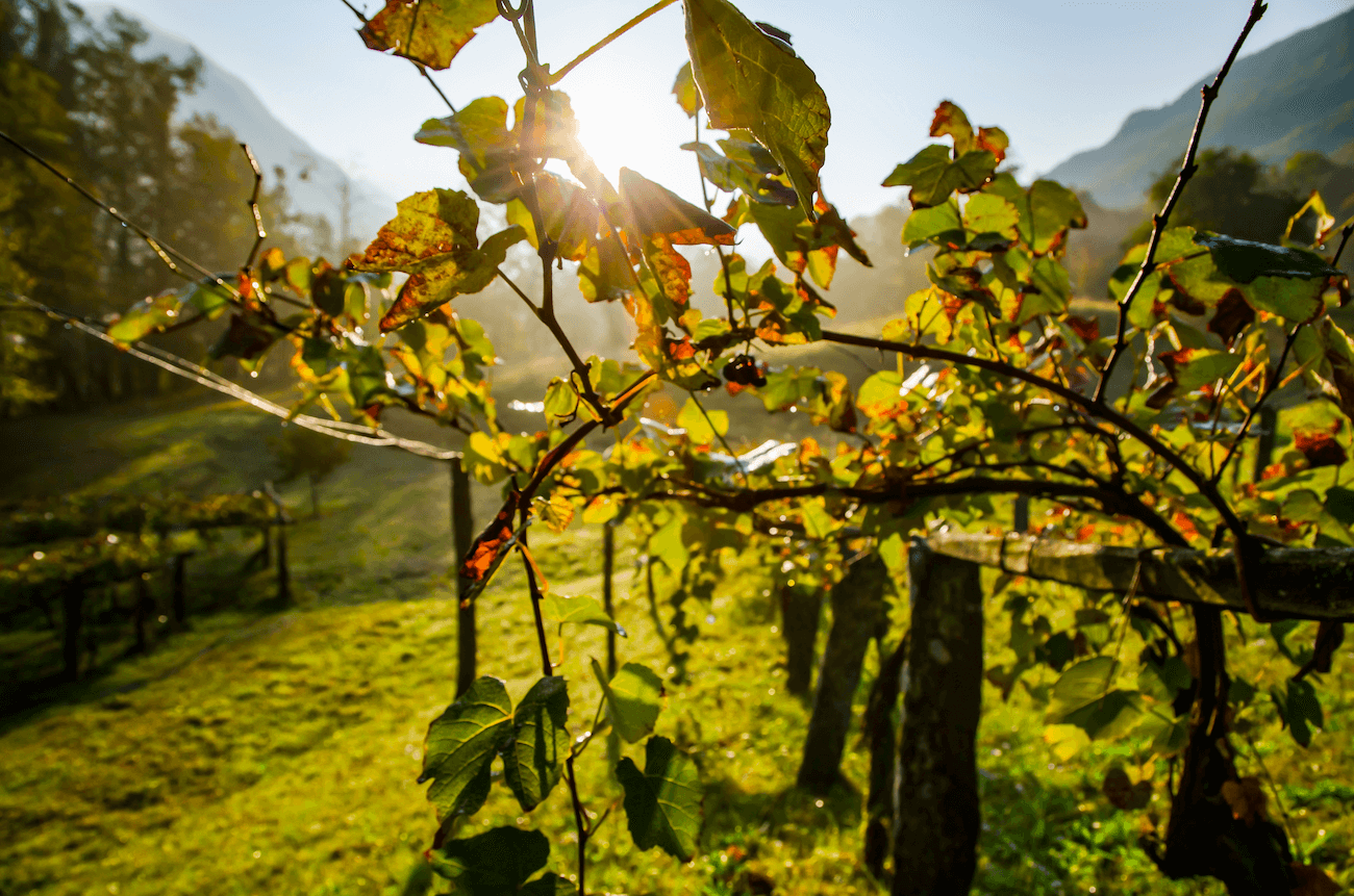 wine field